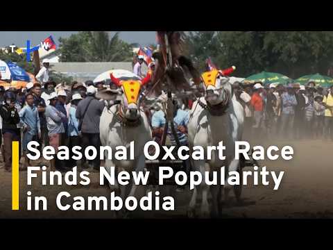 YouTube video thumbnail: Cambodian Oxcart Races Find New Popularity After Years of Decline