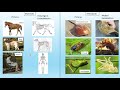 Arthropods and Skeleton Types