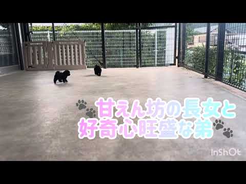 もふもふ兄妹のお外遊びどーぞ👆