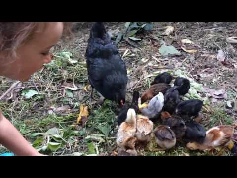 Vlog - our chickens!