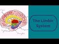 Limbic System Functions and Disorders