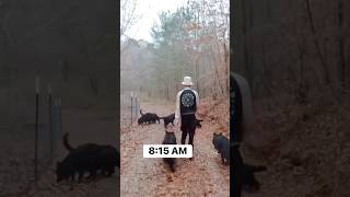 Morning Time With My Animals.