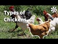 Understanding Chicken Diversity