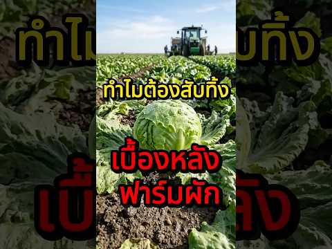 ทำไมฟาร์มสลัดที่อเมริกาถึงเลือกเก็บแค่ 'หัวใจผัก'? 🥗 ทิ้งใบข้างนอกเป็นปุ๋ยเฉยเลย #สาระน่ารู้ #ผัก