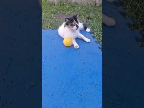 INSCREVA-SE e deixe o gato feliz 😻