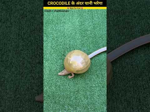 CROCODILE के अंदर पानी भरेगा #shorts