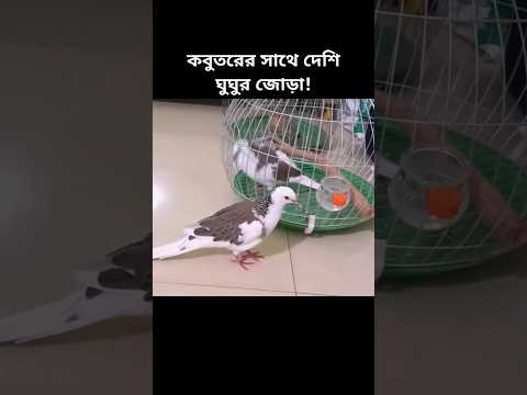 পুরো ভিডিওটি দেখুন 👆 উপরে ক্লিক করে। তিলা ঘুঘুর সাথে কবুতরের/ সাদা ঘুঘুর জোড়া দেওয়ার পর! #shorts