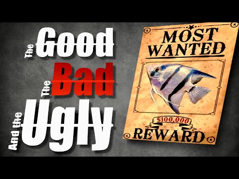 Angelfish Keeping_ The Good, The Bad, and The Ugly #aquarium #angelfish #breedingfish 
so in this video I try to show everything you'll need to know ab