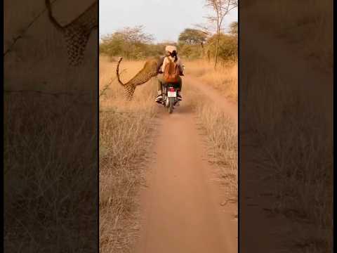 LEOPARD ATTACK! 🐆 Bike Rider Couple Narrowly Escapes Death on Jungle #shortvideo
