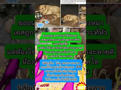 น้องหมาถูกทำร้าย-เป็นโรคไต วอนขอคนใจดีรับไปดูแลเป็นครั้งสุดท้าย#หาบ้านให้น้อง #โรคไต #หมาแก่ #สงสาร