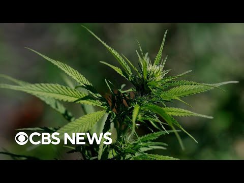 YouTube video thumbnail: Doctors Draw Attention to Potential Health Downsides of Long-Term Marijuana Use