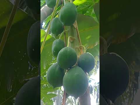 how to identify male or female papaya 🌿 || #trending #shorts #fyp #plants #vegetables #yt #fyp
