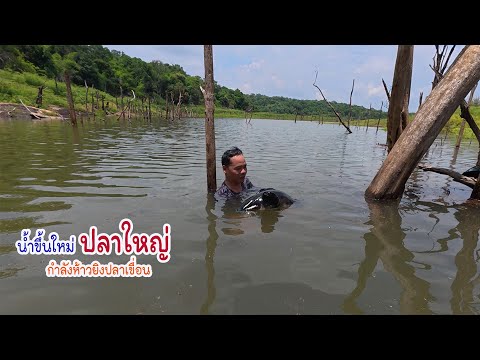 ฝนมาปลาใหญ่ขึ้นน้ำ จอบบักลายเขื่อนหมานของใหญ่อีกแล้ว