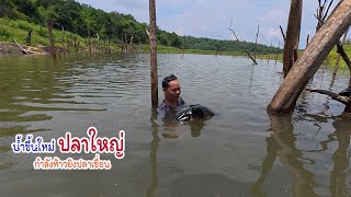 ฝนมาปลาใหญ่ขึ้นน้ำ จอบบักลายเขื่อนหมานของใหญ่อีกแล้ว