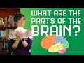 Understanding the Human Brain