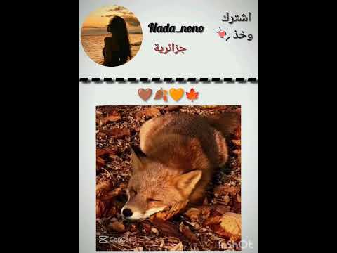 #لايك 🍂🍁