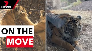 Beloved Sumatran tiger cubs to depart Adelaide Zoo | 7NEWS
