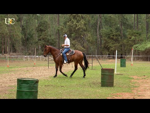 Para seu cavalo não enjoar do trabalho