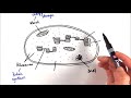 Chloroplast Functions and Photosynthesis