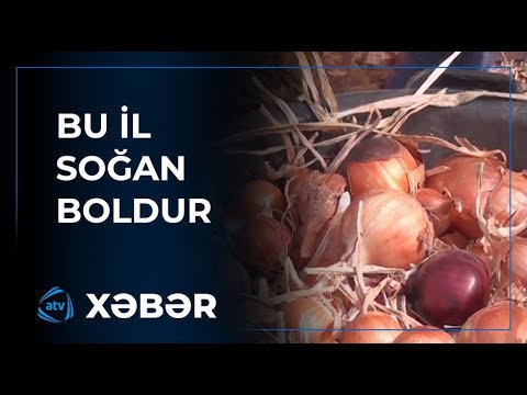 Soğanın qiyməti ucuzlaşdı - Fermerlər narazılıq edir