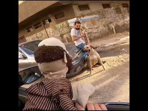 حوار ما بين الحيوانات والتكلم من البطن