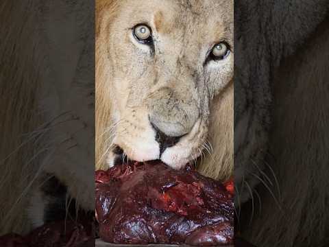 Hangry LIONS Feeding Day! New Membership Video! #cat #wildlife #lion