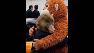 Punch is famous and Rich too #ichikawa #monkey #punch #zoo #animation #car #japan #happy #rich