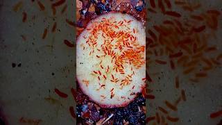 Orange Springtails 🍊 #bugs #insects #viral #nature #animals #funny #cute #wildlife