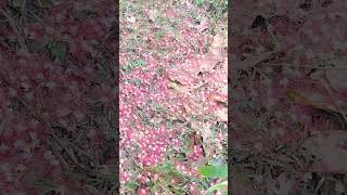 hoa rụng đỏ vườn luôn