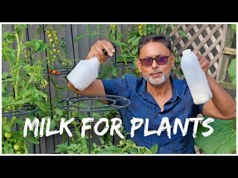 HOW TO USE MILK TO SAVE PLANTS FROM DISEASE | ORGANIC GARDENING