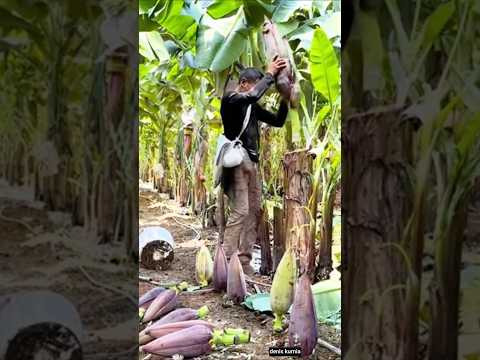 #sambung #sisip #pisang