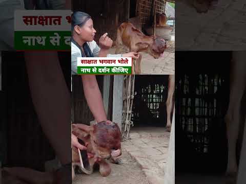 भगवान भोलेनाथ का दर्शन करना है तो वीडियो देखिए.... #BhagwanBholenath #maaDurga