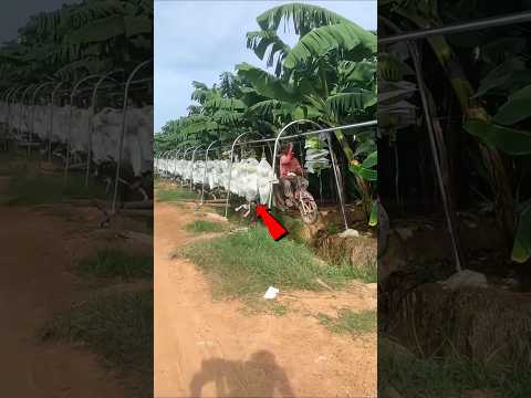 Desi train of farmers #shorts