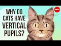 Understanding Animal Pupil Shapes