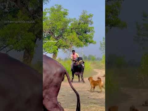 देशी लुक भीम के सांथ ???? #cow #comedy #dairybusiness #funny #farming #dairy ???