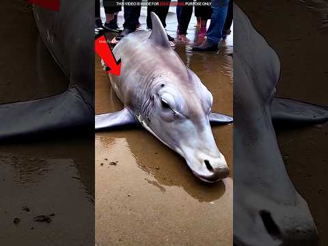 Viral Cow Fish! 😱 @UnicFactx