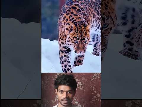 How cats and big cats adapted walking perfection #tamil #sciencefact#trending #viralvideo #funnycats
