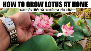 Grow Lotus At Home | कमल को उगाने का आसान तरीका (FULL INFORMATION)