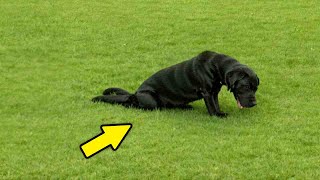 Un Chien Mourant Entre Dans Le Village Et Implore De L’aide. La Suite Est Incroyable !