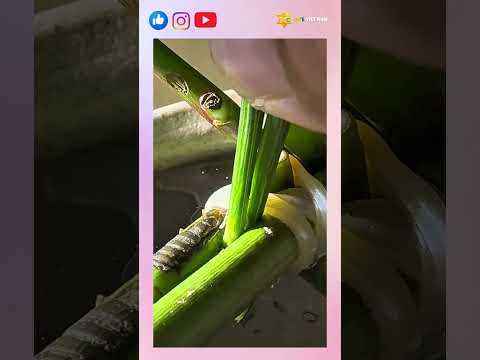 Hướng dẫn cách cắm hoa ly cực sang trọng