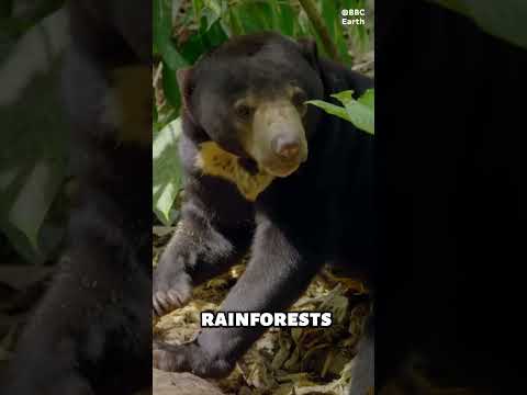 Why is it called a sun bear? #shorts #animals #animalkingdom #bear #sunbear