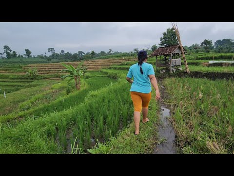 Nuansa sejuk dan adem suasana alam pedesaan , hamparan sawah dan sungai  #suasanaalamdesaku