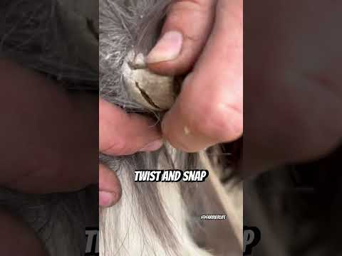 twist and snap ! Chestnut trim! #asmr #oddlysatisfying #equestrian #farrier #fypใท