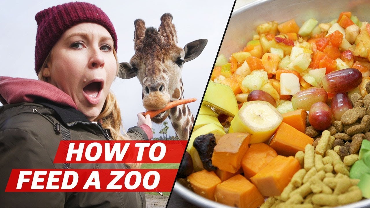 What It Takes to Feed Over 3000 Animals a Day at the San Diego Zoo Safari Park How to Make It