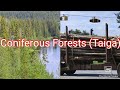 Coniferous Forests and Lumbering Concepts
