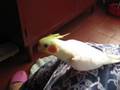 Cockatiel singing Do Re Mi from the Sound of Music