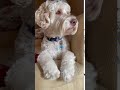 Identifying Information About Dogs