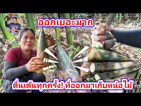 ตื่นเต้นทุกครั้ง! ที่ออกมาเก็บหน่อไม้ | พี่อ๋อ ลูกอิสาน