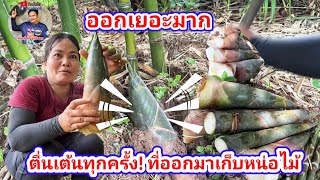 ตื่นเต้นทุกครั้ง! ที่ออกมาเก็บหน่อไม้ | พี่อ๋อ ลูกอิสาน
