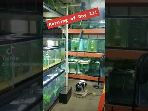 Day 22 Fish Room Buildout 